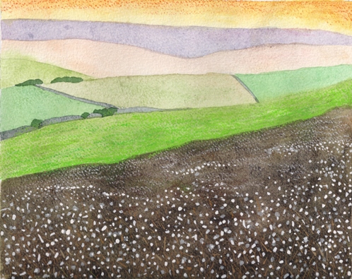 Cotton Grass on the Moor